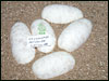 05 clutch # 89 - 5 eggs from breeding a pair of het Lavender Albinos together