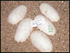 05 clutch # 91 - 5 eggs from breeding Phantom x Phantom