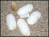 05 clutch # 92 - 4 eggs and 1 slug from breeding an 03 Lesser Platty male to an 02 Lesser Platty female