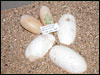 05 clutch # 93 - 3 eggs and 2 slugs from breeding a pair of DH Lavender Albino x Piebald together