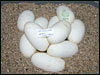 05 clutch # 94 - 10 eggs from breeding an Albino male to a het Albino female