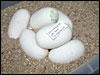 05 clutch # 95 - 7 eggs from breeding a VPI Snow male to a PDHSN VPI female