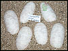 05 clutch # 97 - 6 eggs from breeding a Ghost male to a het Anery female