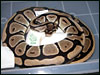 05 clutch # 60  with Mom 5/11/05