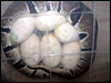 This is a cool shot I took of a Mom on her eggs..........I snapped this shot from "under" the CB-70 tub.........hehehe.....