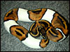 02 50/50 Piebald female........