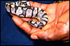 This little hatchling died a few days after hatching in Africa...........looks like a premie.........