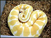 A very pretty female albino ball python  in my collection