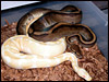 My Striped male breeding an Albino female 2003