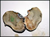 Oyster anyone???........this is what the inside of a nasty molded, green ball python egg looks like.......YIKES!!.......FEAR FACTOR CHALLENGE!!