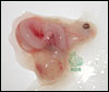 Ball Python embryo I fished out of a dead egg........size is 1/2" x  1/2"......notice the eye......