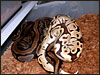 A really cool Burgundy-ish male breeding.....this is his first season..........he is really pretty!.........more "dinking"