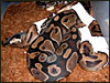 My original male Pied from 1999 breeding a het Pied female