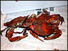 These are Maryland steamed crabs baby!!