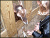 Brooke feeding the goats.......