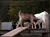 These two little goats were playing "king of the hill" all day...........they were a riot!