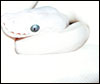 An over-exposed pic of "Karma"..........but I like the way it turned out.........;P