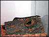 George's ball python ( Lester).........seems weird seeing a ball python set up in a tank..............:)