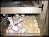 Individual mouse box