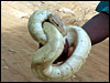 Nerd's White Smoke in Africa............I should have bought this snake!!!