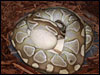 Way to go John!!!!...........the first "Lesser Platty" female in the world to produce eggs!!