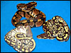 The Hypo Mojave by The Snake Keeper..........normal on top.........Mojave on right...........Hypo Mojave on left