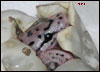 05 Super Spotnose in the egg by VPI