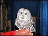 A blind Barred Owl........