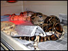 DH Snow male breeding  my  "Paradox  Snow" boa 2003