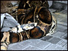 DH Snow male breeding  my " Paradox  Snow" boa 2003