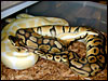 One of my Pastel males breeding an Albino female........