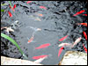 My fishies.........;)