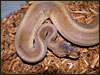 Patternless Ball Python