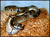 This is a nice pair of "Reduced Pattern" ball pythons breeding 2003