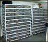 Breeder racks..........the orange dots are females that I may breed this season....;).......LOL