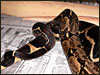 A striped male that is 66% poss het for albino breeding a DH striped x albino female