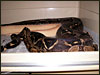 A group of boas that will hopefully produce and make me some Striped Albinos.....;)