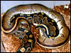 This is a Striped male breeding a het Stripe female 2003