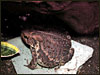 Brooke's fat little toad............"Rocky"