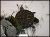 The little baby Eastern Painted turtle Brooke found..........ain't he cute!!