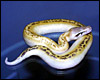 VPI's brand new baby Ivory Blood Python 2003