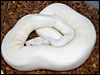 The VPI Snow Ball male!!!...........this pic was taken on 6/12/03