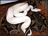 Vpi Snow Ball breeding a DH Snow female..........;)