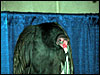 Turkey Vulture
