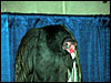 Turkey Vulture