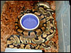 This is my gorgeous Tiger ball female breeding a sweet Banded male........2003