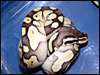 This is a Pastel Lesser Platty 2003............very pretty