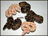 0.2 albino poss het for vpi snow and 1.2 poss double het for vpi snow