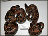 3.2 double het for Albino Piebald.....;)