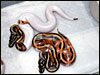 A high white and a low white Pied